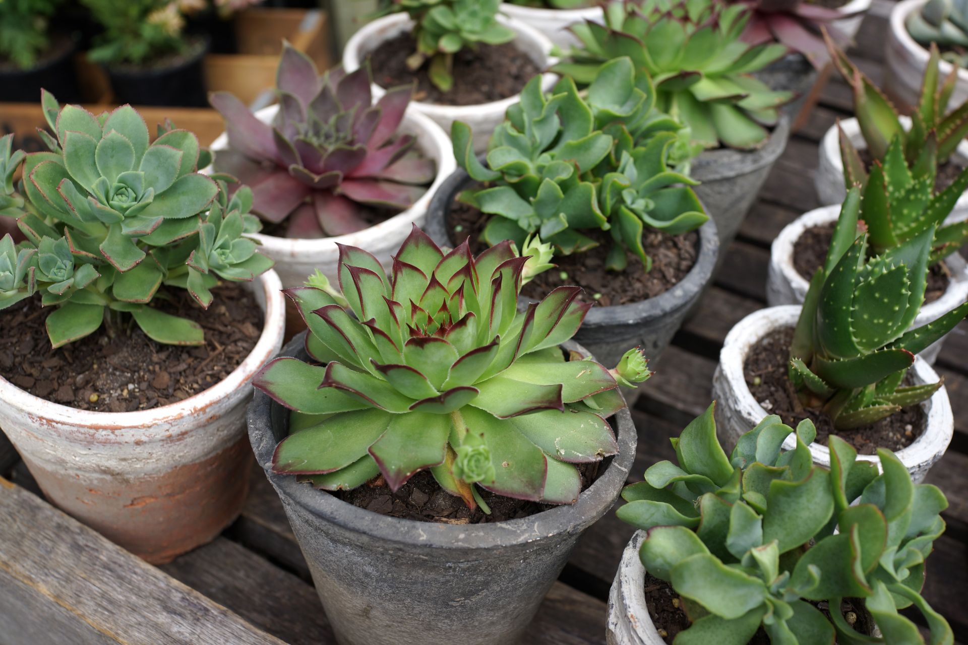 植物と自然石の暮らし